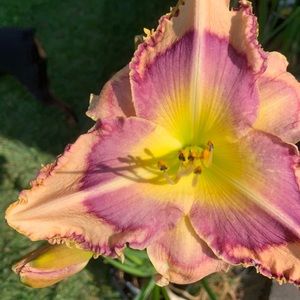 Meet your Posher, Julie